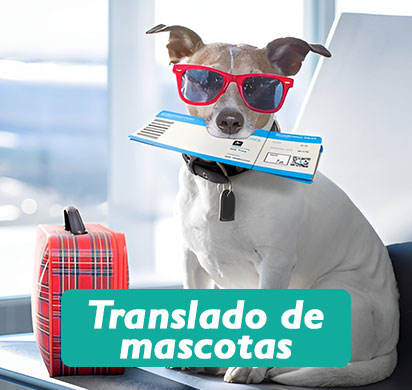 translado-de-mascotas